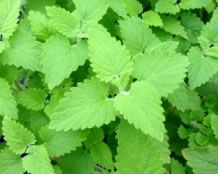 Nepeta cataria - 1 g | 1700 seeds